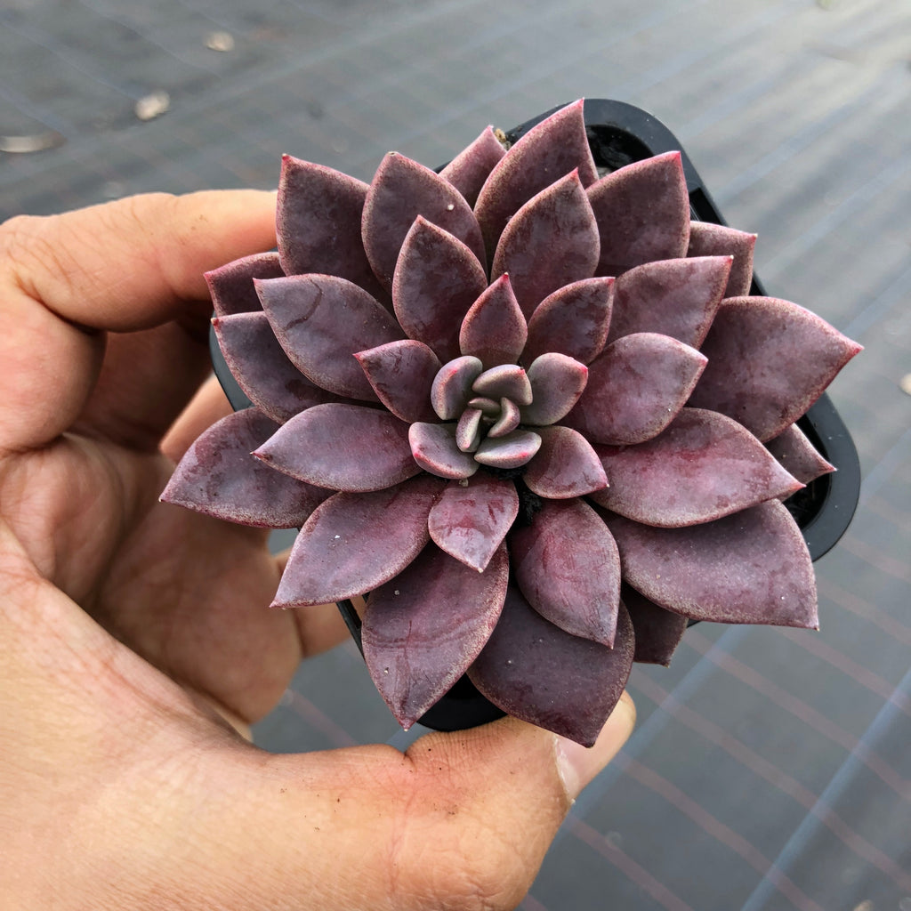 Sinocrassula indica (CLUSTER)