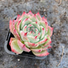 Echeveria Momotaro 'Peach Boy'