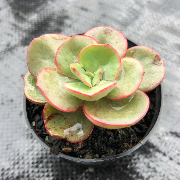 sunyan succulent Echeveria 'Suyon' (has mark) – LET LOVE GROW (Succulent & Cactus)