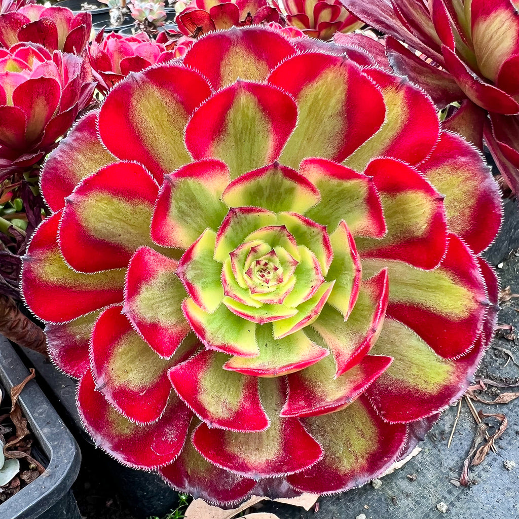Aeonium 'Mardi Gras'
