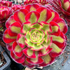 Aeonium 'Mardi Gras'