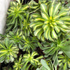 Aeonium 'Lemon-Lime' (aka. A. Starburst)(has mark)