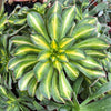 Aeonium 'Lemon-Lime' (aka. A. Starburst)(has mark)
