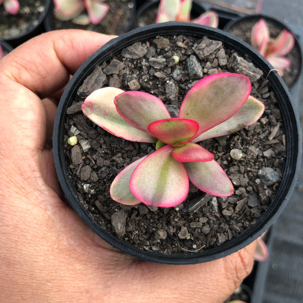 Crassula platyphylla variegata – LET LOVE GROW (Succulent & Cactus)