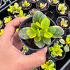 Crassula ovata crosby's compact variegate