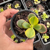 Crassula ovata crosby's compact variegate