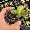 Crassula ovata crosby's compact variegate