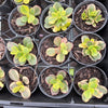 Crassula ovata crosby's compact variegate