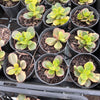 Crassula ovata crosby's compact variegate