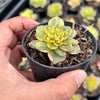 Sedeveria Rolly Variegata