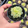 Sedeveria Rolly Variegata