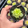 Sedeveria Rolly Variegata