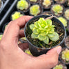 Sedeveria Rolly Variegata