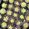 Sedeveria Rolly Variegata