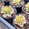 Sedeveria Rolly Variegata