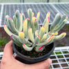 Cotyledon Orbiculata cv. Long Leaf Variegated
