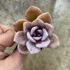 xGraptoveria Pink Laui