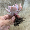 xGraptoveria Pink Laui