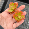 Echeveria 'Candy' (1 x CUTTING)
