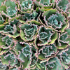 Echeveria 'Bumps' (Bump leaf )