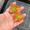 Echeveria 'Candy' (1 x CUTTING)