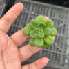 Echeveria 'Skinneri' (1 X CUTTING)
