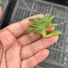 Echeveria 'Skinneri' (1 X CUTTING)