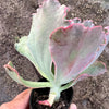 Echeveria 'Bumps' (Bump leaf )