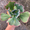 Echeveria 'Bumps' (Bump leaf )