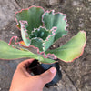 Echeveria 'Bumps' (Bump leaf )