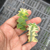 Crassula perforata 'Southern Cross' (white variegate)(2 x CUTTING)
