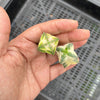 Crassula perforata 'Southern Cross' (white variegate)(2 x CUTTING)