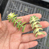 Crassula perforata 'Southern Cross' (white variegate)(2 x CUTTING)