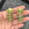 Crassula perforata 'Southern Cross' (white variegate)(2 x CUTTING)