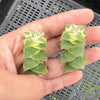 Crassula perforata 'Southern Cross' (white variegate)(2 x CUTTING)