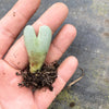 Conophytum bilobum (ORANGE/YELLOW FLOWER) (2H)