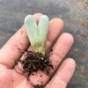 Conophytum bilobum (ORANGE/YELLOW FLOWER) (2H)