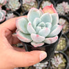 Echeveria 'Matilda'