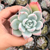 Echeveria 'Matilda'