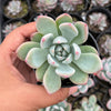 Echeveria 'Matilda'