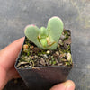 Conophytum bilobum (ORANGE/YELLOW FLOWER) (2H)
