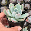 Echeveria 'Matilda'