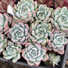 Echeveria 'Matilda'