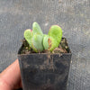 Conophytum bilobum (ORANGE/YELLOW FLOWER) (2H)