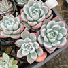 Echeveria 'Matilda'