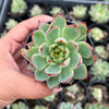 Echeveria 'Dragonfly'