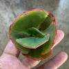 Echeveria 'Tutti Frutti'