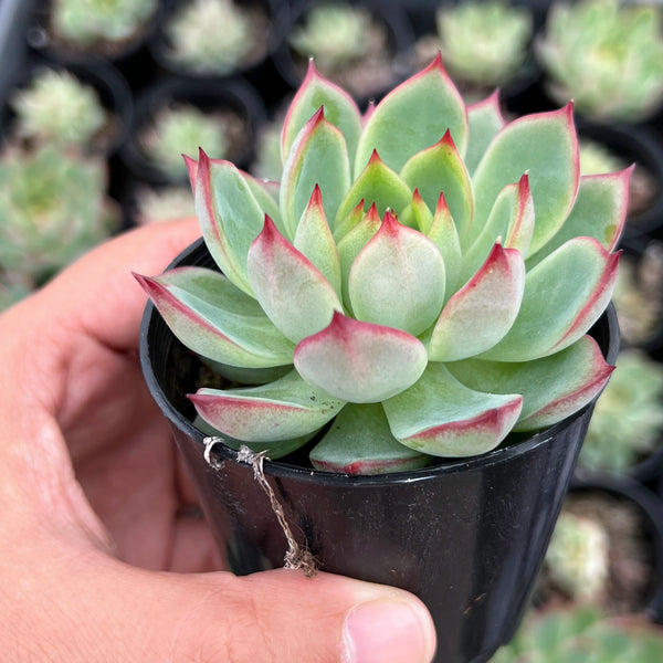 dragonfly succulent Echeveria 'Dragonfly' – LET LOVE GROW (Succulent & Cactus)