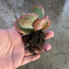 Echeveria 'Tutti Frutti'