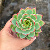 Echeveria 'Dragonfly'